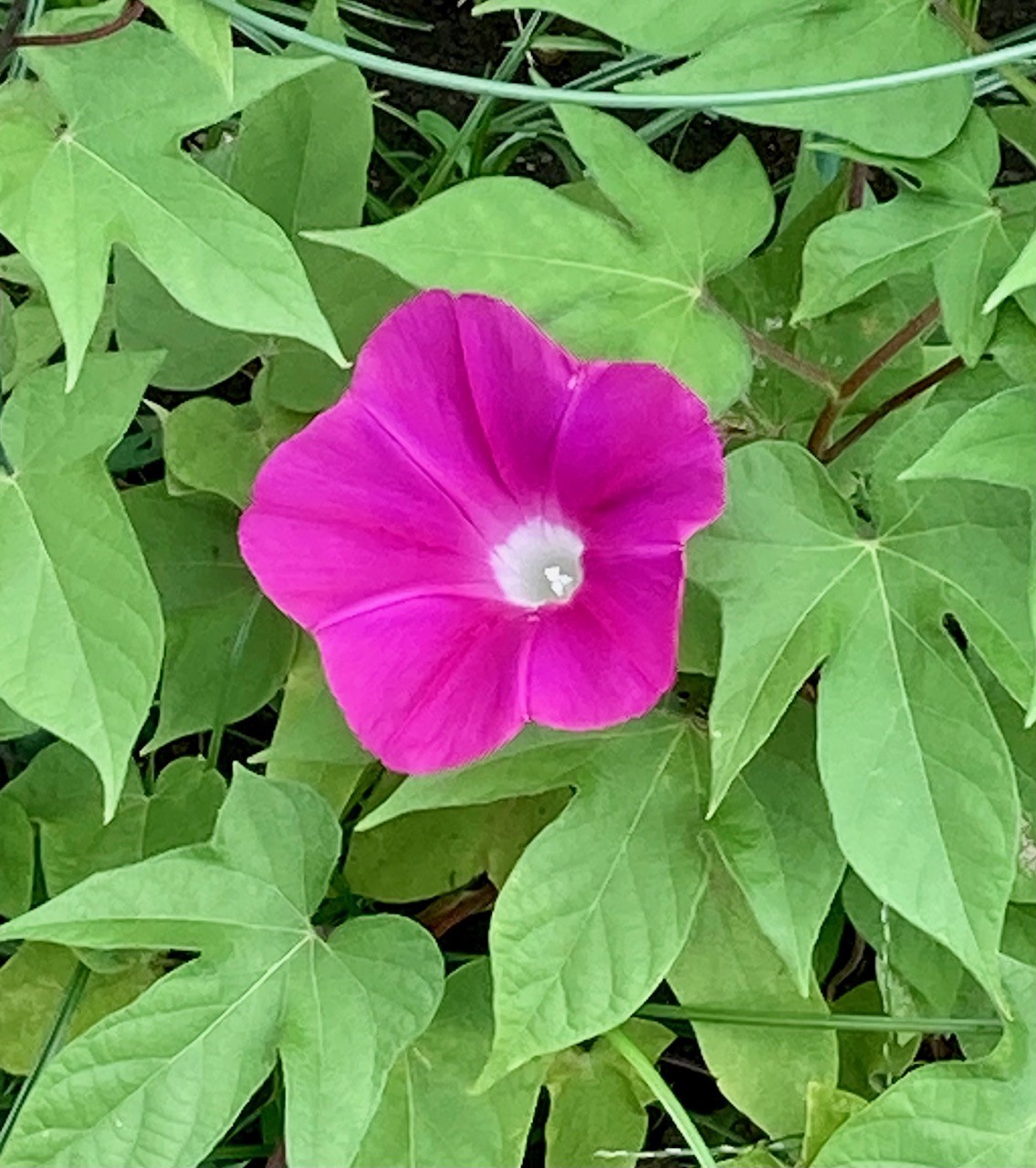 アサガオの花