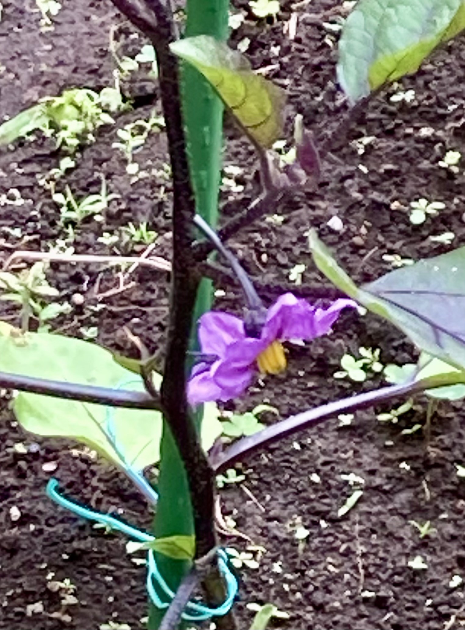 ナスの花