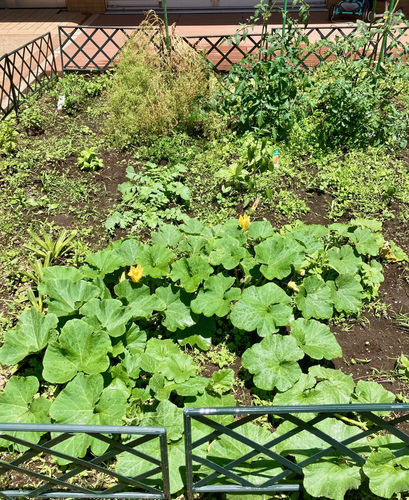 カボチャ