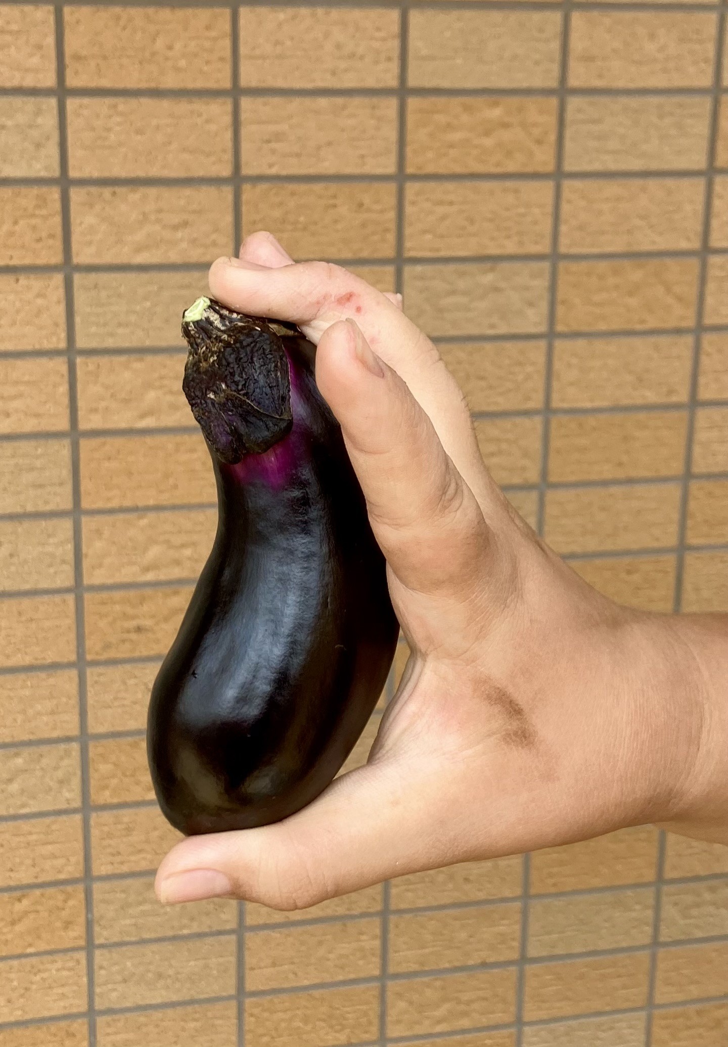 ナス