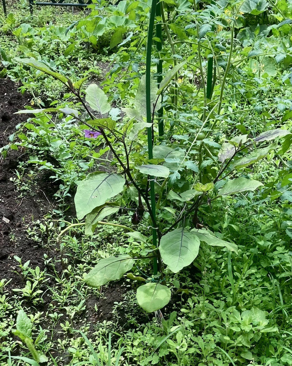 もう少し収穫できそう