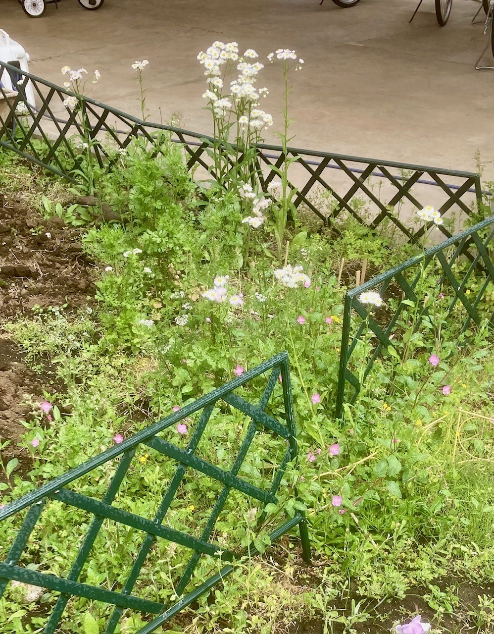 いろいろな花