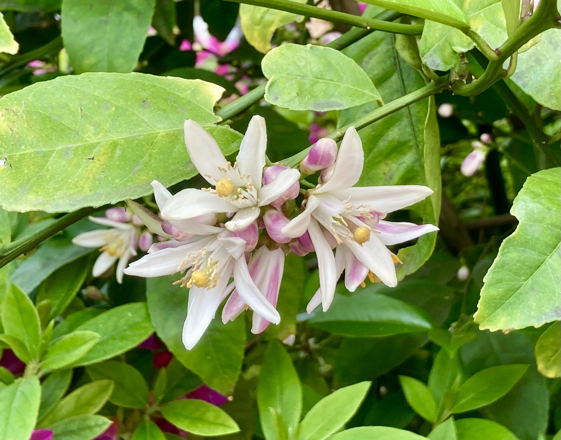 檸檬の花
