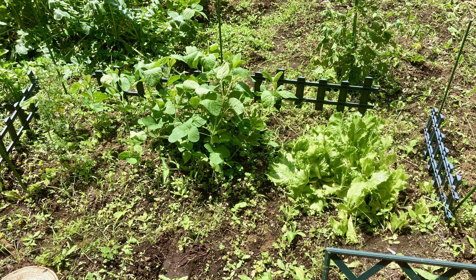 枝豆とレタス